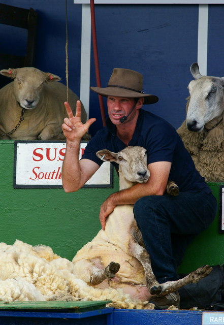 The Sheep Show (5)