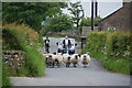 Guiding sheep along Noggarth Road