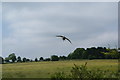 Low-flying curlew