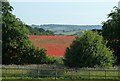 Poppies near Keeper