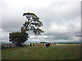 Cows and tree, Castlehowe Scar