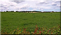 Fields near Chapel Farm