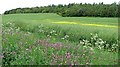 Oilseed rape, Balbairdie