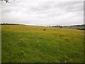 Horse in yellow field