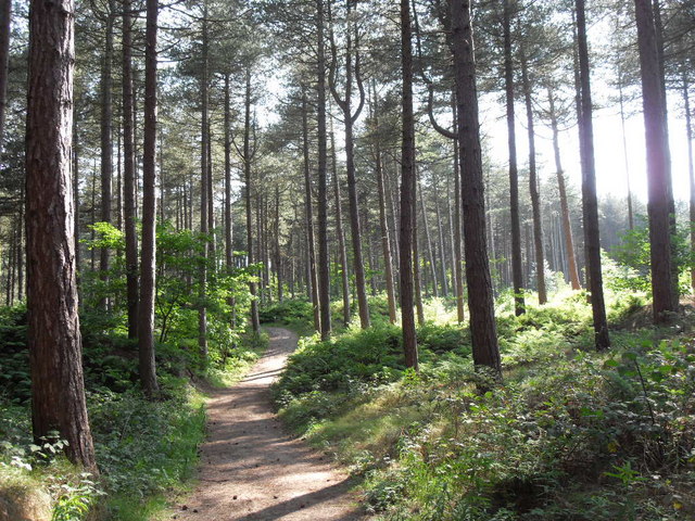 Woodland path in Ainsdale Nature Reserve © marplerambler cc-by-sa/2.0 ...