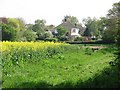 Oilseed rape off Woodbury Road