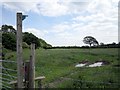 SJ4971 : The Longster Trail near New House Farm by Jeff Buck