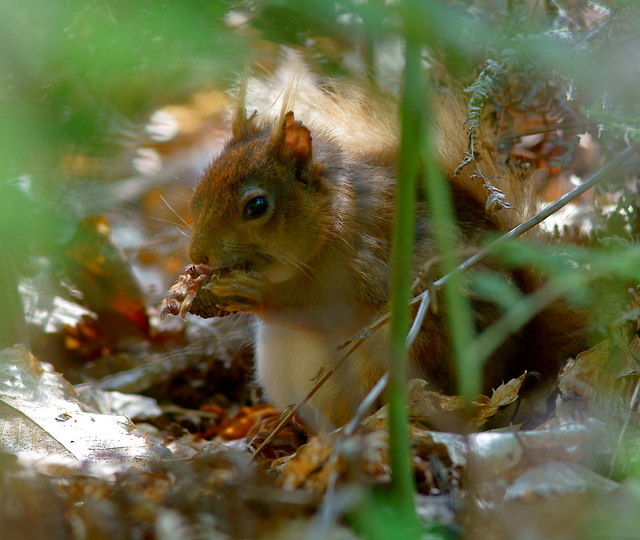 Why Red Squirrels are Sometimes Hard to... © Peter Trimming :: Geograph