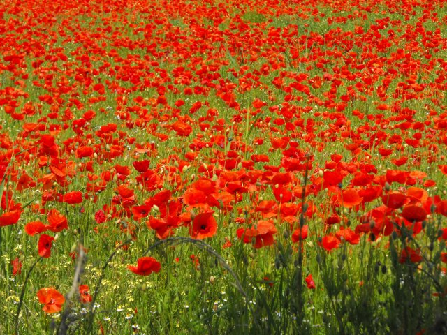 Poppies at Blackstone, Worcestershire © Penny Mayes cc-by-sa/2.0 ...