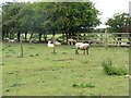 Sheltering sheep by St Neot