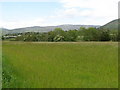 A hay meadow at Ballymagart