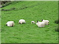 Long haired sheep near Atticall