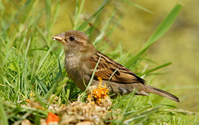 Eating the Voles' Lunch © Peter Trimming cc-by-sa/2.0 :: Geograph ...