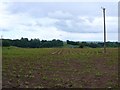 Maize Field