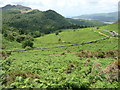 Bracken and gorse on the hillside above Cae