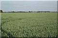 Wheatfields south of Great Houghton