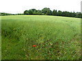 Manswood, crop field