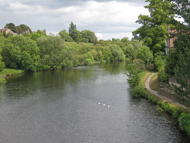 Geese on the River Tees