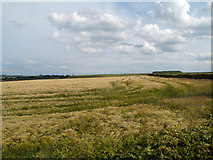 NZ1642 : Barley field from Hedleyhill Lane by Trevor Littlewood