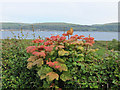 Colourful hedge