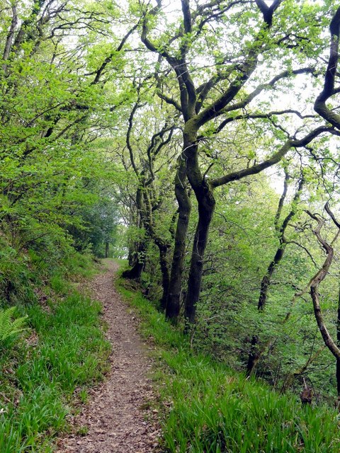 The Coast Path through Culbone Woods © Tony Atkin cc-by-sa/2.0 ...