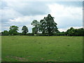 Farmland off Lttlethorpe Lane