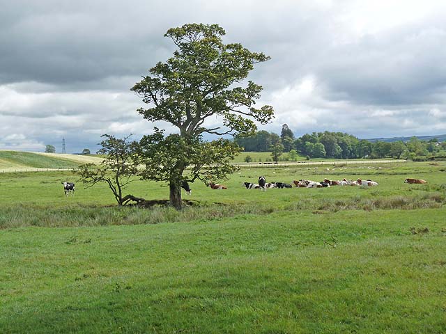 Cattle beside the infant River Aln