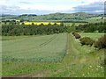 View north from Thrunton