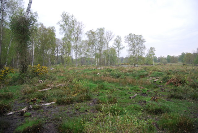 Hothfield Heathlands © N Chadwick cc-by-sa/2.0 :: Geograph Britain and ...