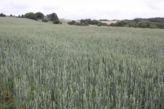 Barley Field below Scolecroft Farm