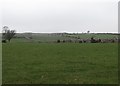 Undulating pasture land west of Grove Road