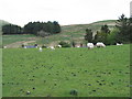 Fields in Ponterwyd