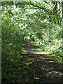 Tree lined bridleway