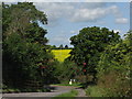 Oilseed rape in flower at Renhold