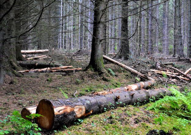 Cut trees, Cairn Wood, Craigantlet © Albert Bridge :: Geograph Britain ...