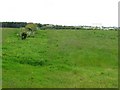 Grassland above Calder Glen