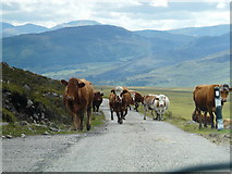 NH0991 : Rural traffic by sylvia duckworth
