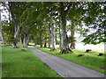 Old Beeches at Dundonnell