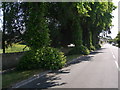 Tree-lined approach to Northleach