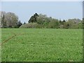 Grassland (and hawthorn flies) above Monkton