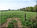 Field above Cotleigh