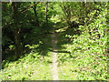 Footpath in Coed-y-Brenin forest