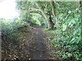 New Lipchis Way along woodland path called King John