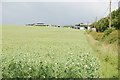 A Field of Peas, Tixall Road