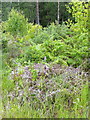 Bracken, Moreton Forest