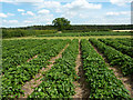 Strawberry fields