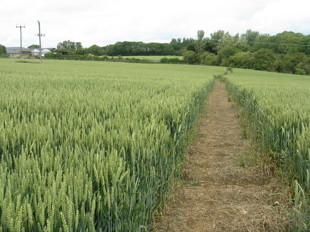 Footpath through the wheat