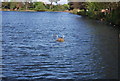 Coot nesting, South Norwood Lake