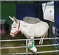 SJ9593 : Donkeys at the Fete by Gerald England