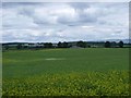 Wester Carrmuirs, fields